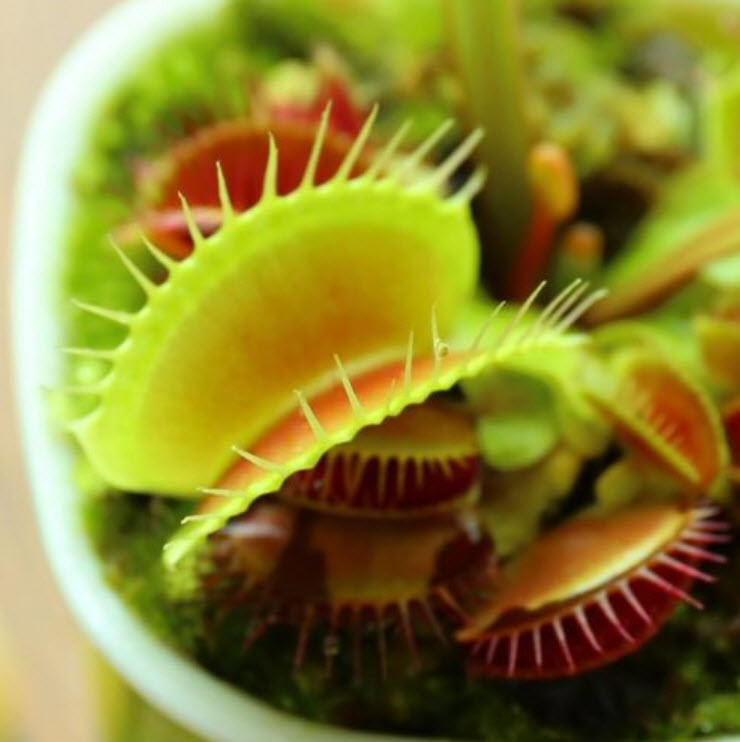 กาบหอยแครง (Venus Flytrap) / 100 เม็ด (S079)
