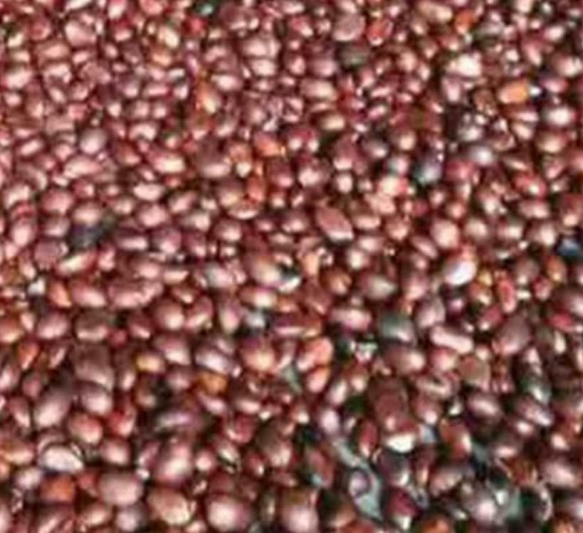 บ๊วยจีน หรือโลควอท (loquat) / 10 เม็ด (China)