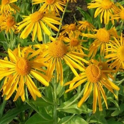 สนีซหวีด (Sneezeweed Hoopesii) / 25 เม็ด (USA)