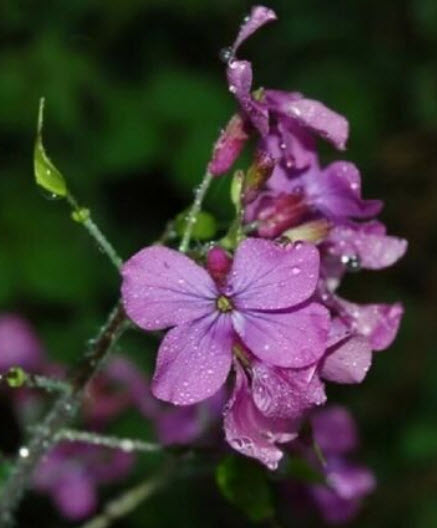 ซิลเวอร์ ดอลล่าร์ แพล้นท์ (Silver Dollar Plant) / 30 เม็ด (France)*