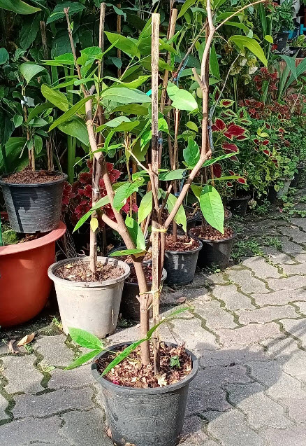 ต้นชมพู่หวานอินโด กิ่งตอน กระถาง 10 นิ้ว สูง 75-100 ซ.ม.