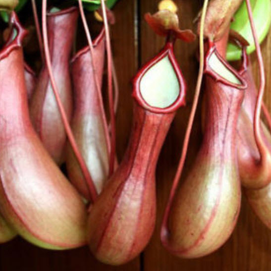 หม้อข้าวหม้อแกงลิง (Nepenthes) / 100 เม็ด