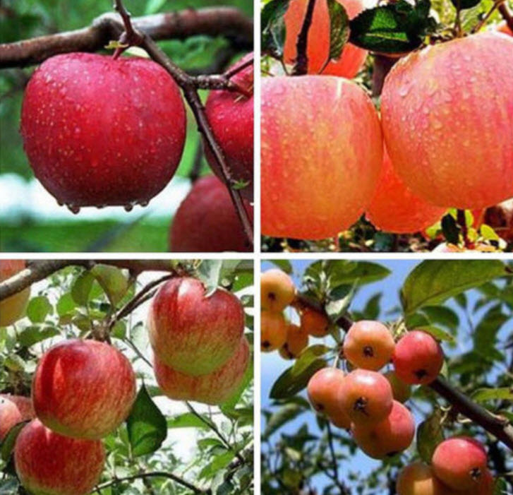 แอปเปิ้ลแคระ (บอนไซ) / 20 เม็ด