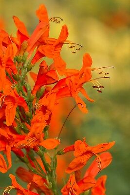 สายน้ำผึ้ง (Honeysuckle) สีส้ม / 100 เม็ด