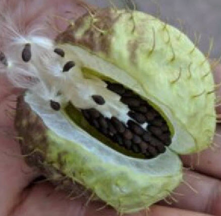 หงส์เหิร หรือ บอลลูน (balloon plant) / 25 เม็ด (Netherlands) *