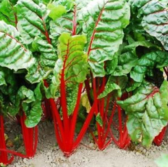 สวิสชาร์ด รูห์บับ (Swiss Chard Rhubarb) / 250 เม็ด (UK)