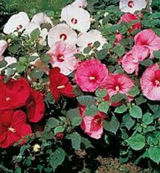 ชบาฝรั่ง (Rose Mallow) คละ / 100 เม็ด (USA)