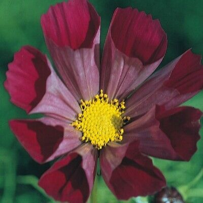 ดาวกระจาย พายด์ ไพเพอร์ เรด (Cosmos - Pied Piper Red) / 100 เม็ด (UK)