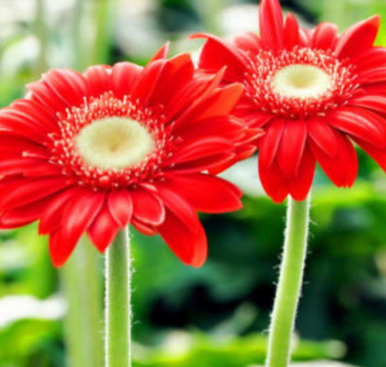 เยอบีร่า (Gerbera) คละสี / 25 เม็ด (นอก)