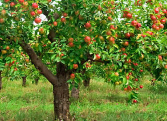 แอปเปิ้ล (Apple) คละสี / 50 ชิ้น (S018)