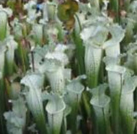 ซาราซีเนีย (Sarracenia) สีขาว-เขียว / 50 เม็ด (หายาก)