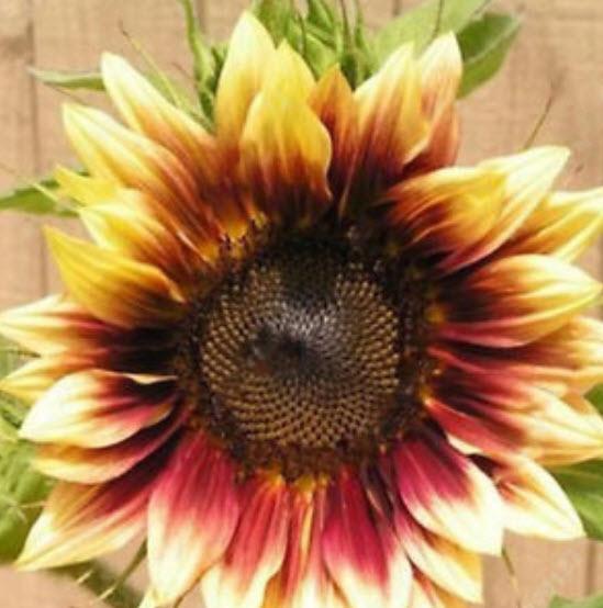 ทานตะวัน (Sunflower) คละ / 100 เม็ด