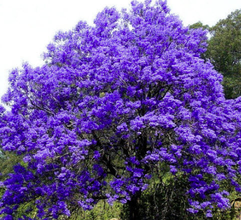 ศรีตรัง (Jacaranda mimosifolia) / 60 เม็ด (UK)