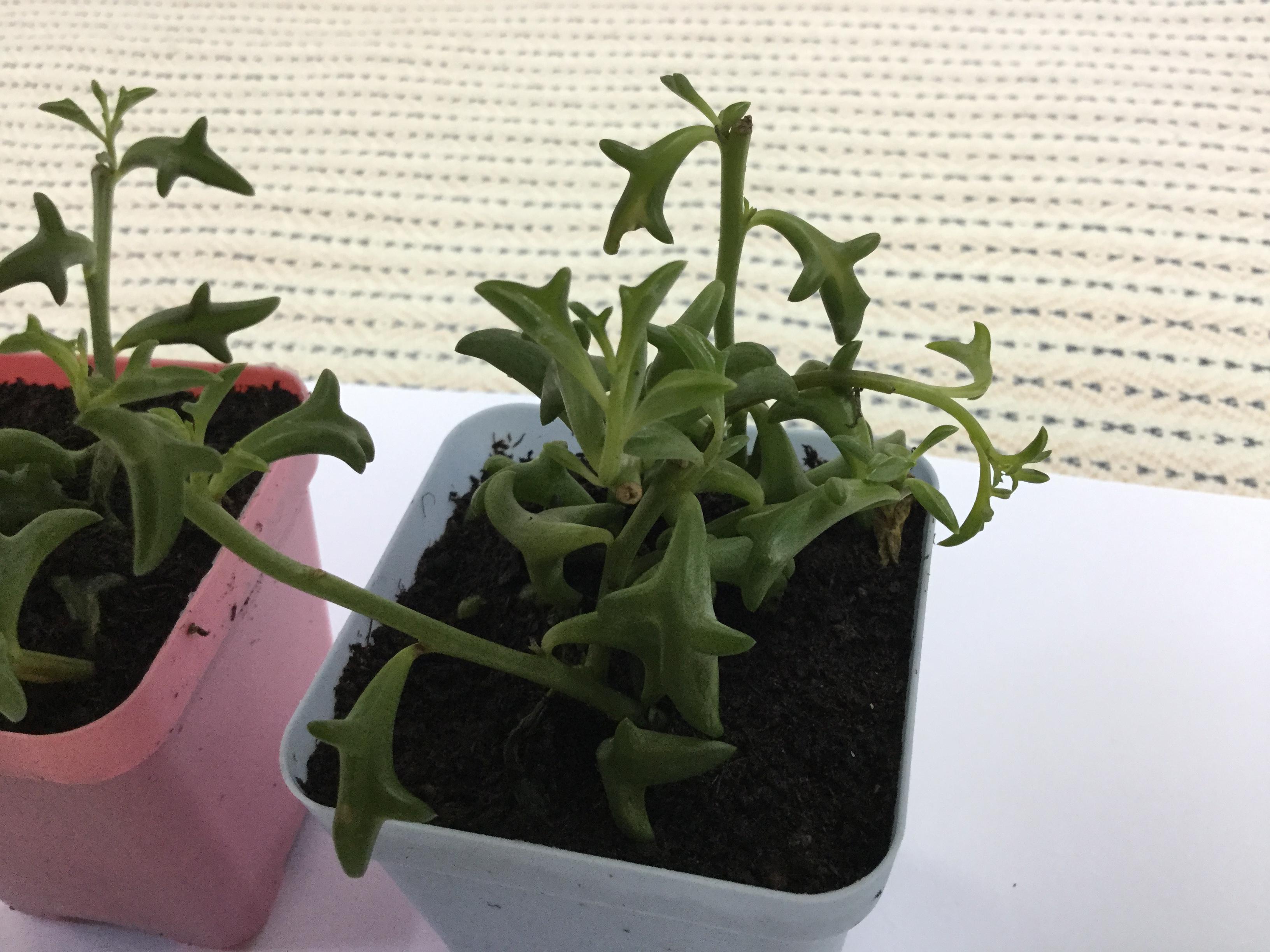 ต้นโลมา กระถาง 3 นิ้ว / ต้น