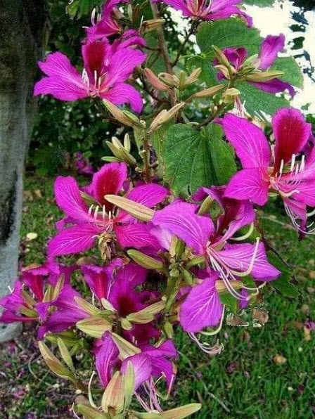 ต้นชงโคฮอลแลนด์ (M) สูง 30-50 ซ.ม. / ต้น