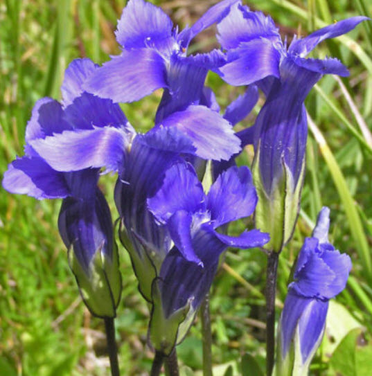 บลู เจนเทียน (Blue Gentian) / 50 เม็ด (Moldova)