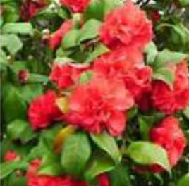 คามิเลียญี่ปุ่น (Japanese Camellia) สีแดง / 5 เม็ด