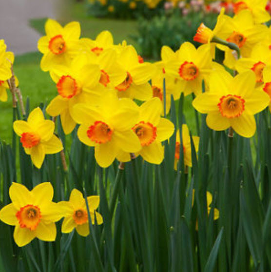 ดารารัตน์ ดูโอ (Daffodil Duo) คละ (B) / 400 เม็ด (China)