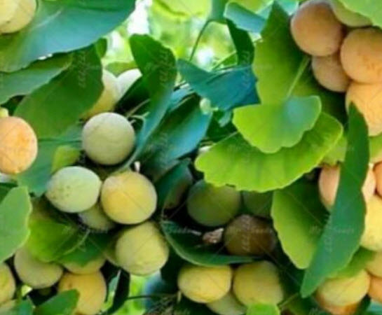 แปะก๊วยสีทอง (Gold Ginkgo) / 5 เม็ด