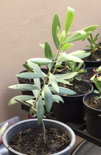 ต้นมะกอกโอลีฟ (Olea europaea) สูง 20-30 ซ.ม. / ต้น