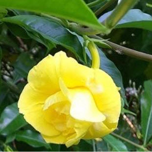 ต้นบานบุรี ดอกเหลืองซ้อน กระถาง สูง 50-60 ซ.ม. / ต้น