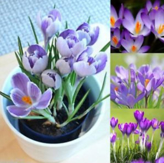 หญ้าฝรั่น (Saffron / Crocus) / 10 เม็ด (China)