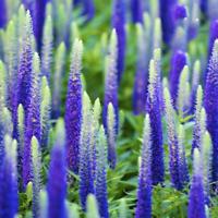 สไปค์ สปีดเวลล์ (Spike Speedwell) / 1,200 เม็ด (China)