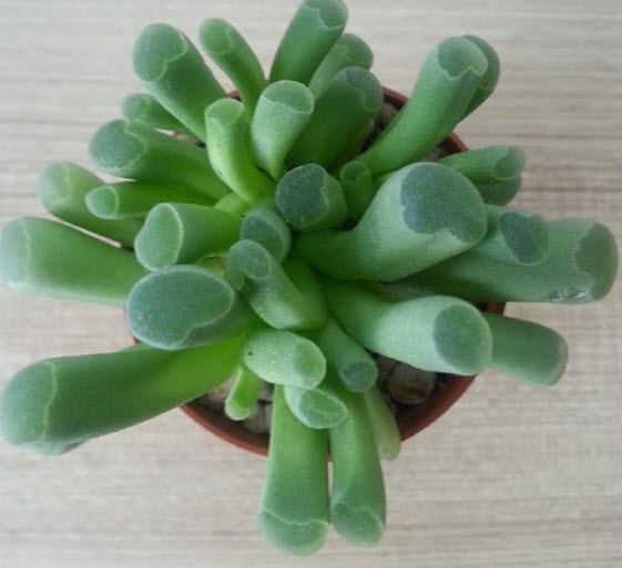 ป็อกกี้ หรือ เฟเนสตราเรีย (Fenestraria Aurantica) / 100 เม็ด (China)