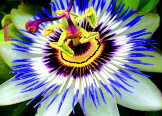 สร้อยฟ้า (Passion Flower) / 40 เม็ด (UK)