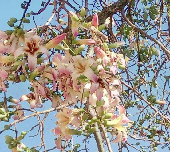 ต้นงิ้วชมพู เสียบยอด สูง 15-30 ซ.ม.