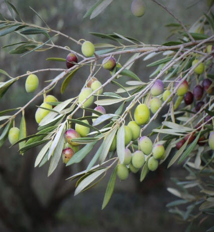 ต้นมะกอกโอลีฟ (Olive - kalamata) สูง 70-90 ซ.ม. (Greece)