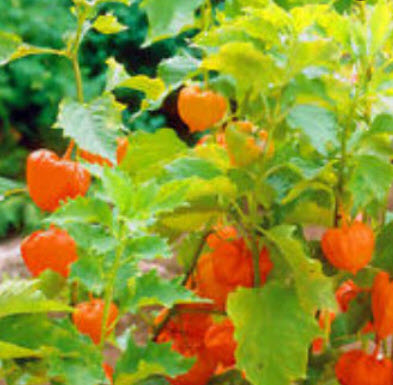 โทงเทงฝรั่ง หรือระฆังทอง (Cape gooseberry) / 100 เม็ด (P2S)