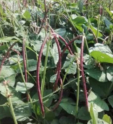 ถั่วฝักยาวไร้ค้าง หรือถั่วพุ่ม สีม่วง / 20 เม็ด