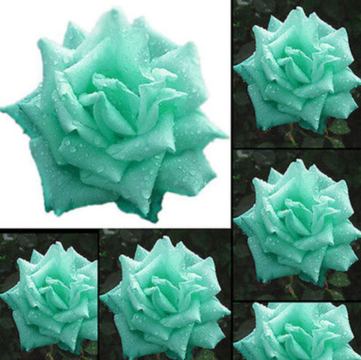 กุหลาบดอกสีฟ้า / 200 เม็ด