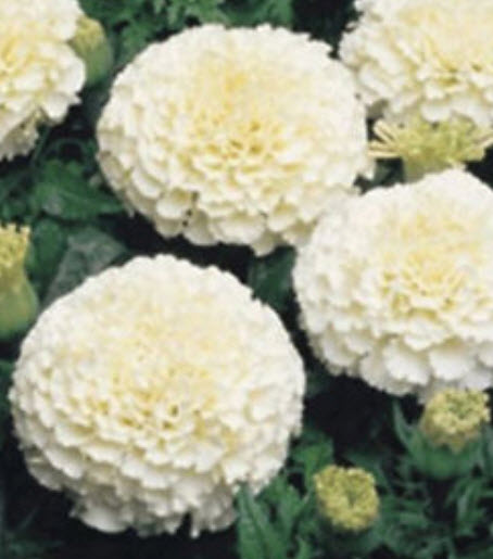 ดาวเรือง สีขาว (White marigold) / 25 เม็ด (นอก)