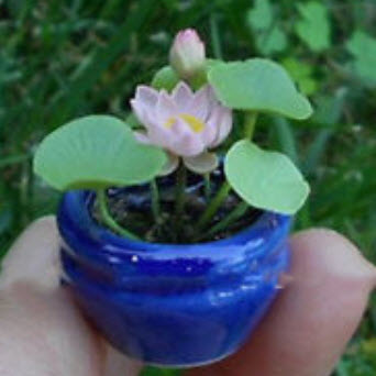 บัวจิ๋ว (mini lotus) คละสี-แบบ / 10 เม็ด (นอก)
