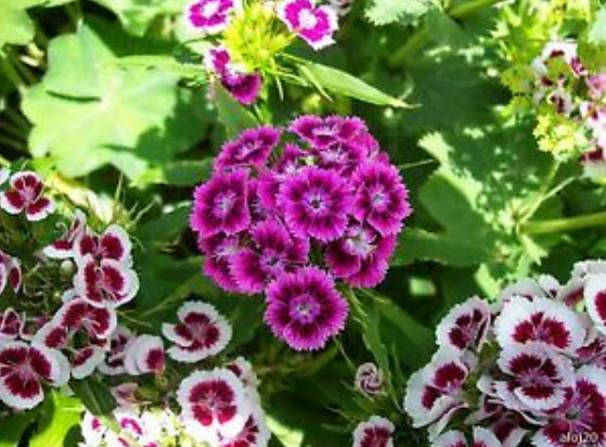 สวีทวิลเลี่ยม หรือผีเสื้อช่อ (Sweet William) กลีบซ้อน คละ / 1,000 เม็ด (UK)
