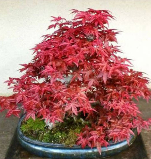 Japanese Maple Bonsai สีแดง / 20 เม็ด