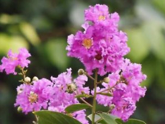 เมล็ดพันธุ์ ยี่เข่ง (Crape Myrtle) สีชมพู / 5 เม็ด (ไทย)