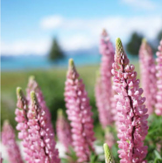 ลูพิน สีชมพู (Pink Lupin) / ซอง 15 เม็ด (A238)