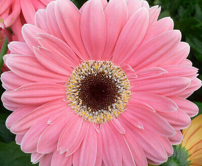 เยอบีร่า (Gerbera) สีชมพู / 100 เม็ด