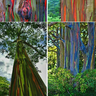 ยูคาลิปตัสแฟนซีฮาวาย (Hawaii Rainbow Eucalyptus) / 50 เม็ด