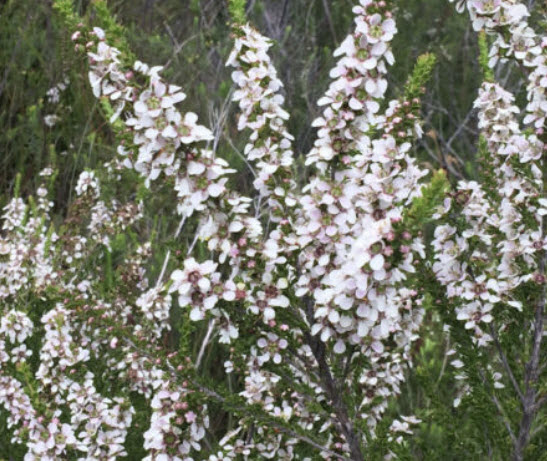 ชามะกอก (Olive Tea Tree) / 100 เม็ด (Australia)