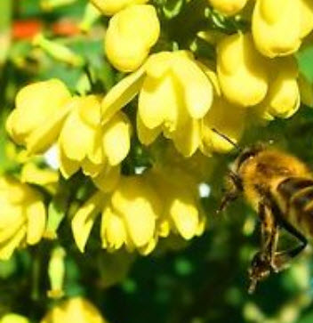 โอเรกอน เกรป (Oregon grape) / 30 เม็ด (UK)