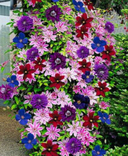 เคล็มแมททิส (Clematis) คละสี / 100 เม็ด
