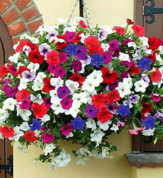 พิทูเนีย เลื้อยหรือกระถางแขวน / 1,000 เม็ด (UK)