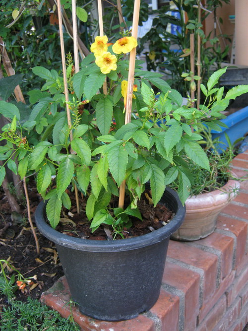 ต้นทองอุไร มิคกี้เม้าส์ สูง 20-30 ซ.ม. / ต้น