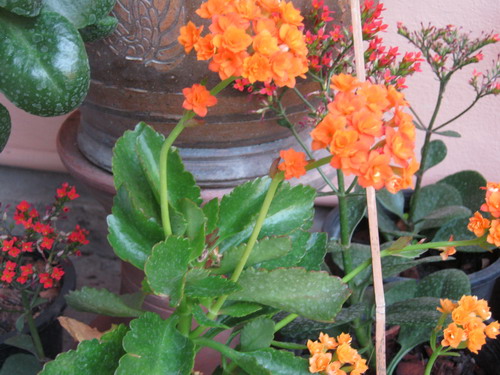 ต้นกุหลาบหิน (Kalanchoe) สีส้ม ซ้อน size-M / ต้น