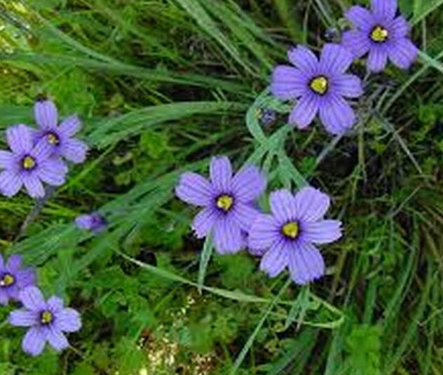หญ้าบลูอาย (Blue-eyed grass) / 50 เม็ด (USA)*