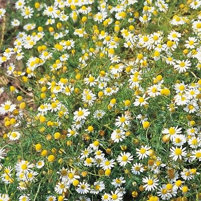 โรมัน คาโมมายล์ (Roman Chamomile) / 10,000 เม็ด (UK)
